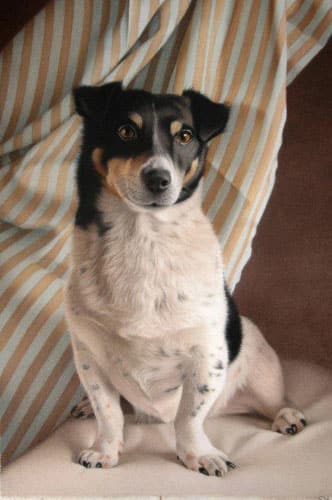 Hond Luca, werk van Simone Bingemer